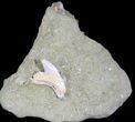 Tiger Shark Tooth + Fossil Bone - Sharktooth Hill, CA #25440-1